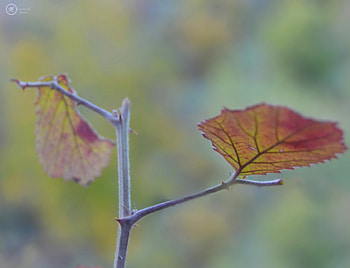 Leaves, natural, nikon, flower, leaf, nature, forest HD wallpaper