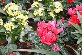 Flowers day at Edmonton Pyramids 46, graphy, yellow, green, red, Flowers, garden, Cyclamen HD wallpaper