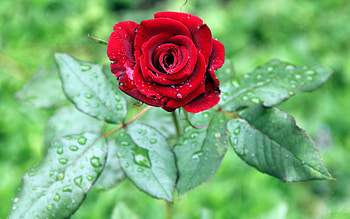 Leaves, Drops, Macro, Rose Flower, Rose, Bud HD wallpaper