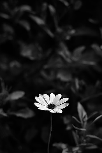 Flowers, Flower, Blur, Smooth, Bw, Chb, Osteospermum HD phone wallpaper