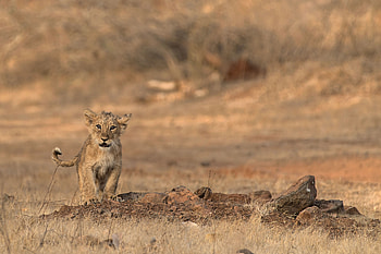 Animals, Savanna, Young, Lion, Wildlife, Joey, Lion Cub HD wallpaper