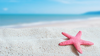 Closeup View Of Starfish On Beach Sand In Blue Ocean Background Nature HD wallpaper