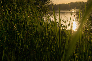 Grass Sunset, grass, sunset, nature HD wallpaper