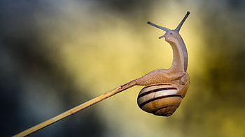 Animals, Snails HD wallpaper