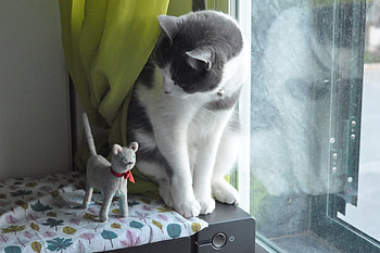 Who are you?, cute, cat, funny, pet HD wallpaper