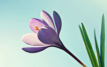 Flowers, Sky, Leaves, Flower, Shine, Light HD wallpaper