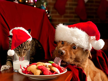 Animals, Dogs HD wallpaper