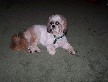 Shih Tuz Relaxing, dog, dogs, domestic animals, shih tuz HD wallpaper