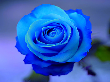 Lovely Blue Rose, blue, roses, gentle, nature, flowers HD wallpaper
