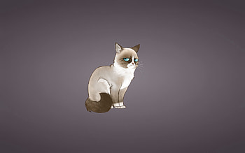 Vector, Cat, Meme, Grumpy Cat HD wallpaper