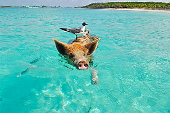 Pig swimming in crystal-clear ocean with a seagull perched on its back, showcasing nature's harmony. HD wallpaper