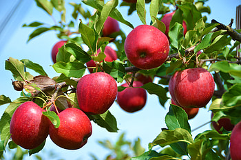 Red Delicious, Apple Trees HD wallpaper