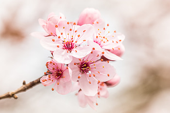 Flowers, Pink, Flower, Bloom, Flowering, Branch HD wallpaper