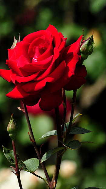 Beautiful Red Rose Flower, Beautiful HD phone wallpaper