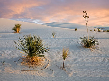 Desert Weeds, desert, white, sky, sand HD wallpaper