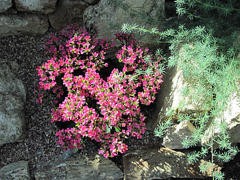 A fantastic day at Edmonton garden 42, pink, graphy, green, red, Flowers, rocks HD wallpaper