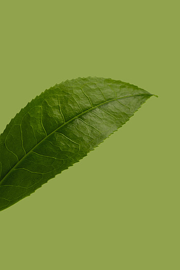Plant, Macro, Close-Up, Leaflet HD phone wallpaper