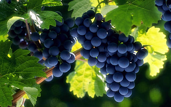 Grapes, Plants, Fruits HD wallpaper