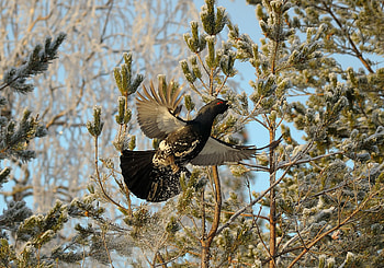 Animals, Bird, Branches, Wings, Wood Grouse HD wallpaper