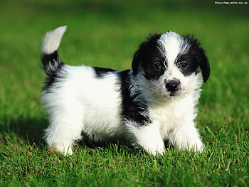 Animals, Dogs HD wallpaper