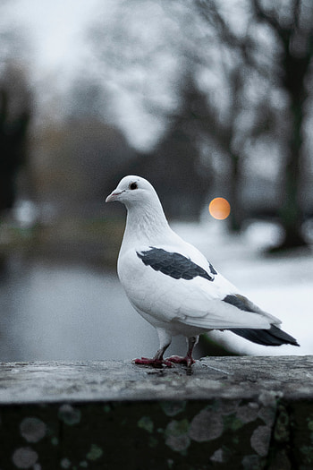 Animals, Bird, Blur, Smooth, Dove HD phone wallpaper