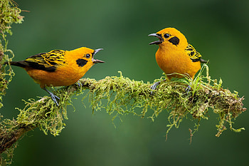 Golden Tanager (tangara arthus), Animal, tanager HD wallpaper