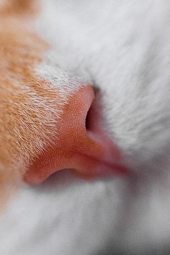 Macro, Cat, Close-Up, Nose HD phone wallpaper