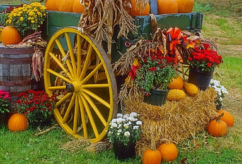 ✿⊱•╮Display of Fall╭•⊰✿, straw, graphy, fall, colors, lovely still life, pumpkins, still life, love four seasons, halloween, autumn, flowers, wagon wheel, harvest HD wallpaper