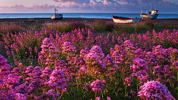 Sailing Boats on the Beach, sea, wildflowers, coast, boats, clouds, nature, beach HD wallpaper