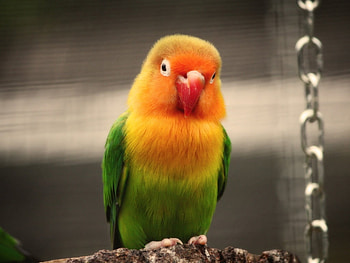 Lovely parrot, animal, colorful, bird, parrot HD wallpaper