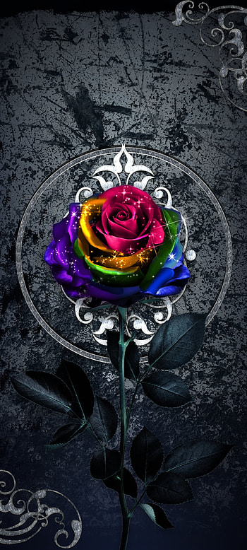Rainbow Chic Rose, flash graphy, flowers, colorfulness, dark, Premium HD phone wallpaper