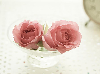 just rosey, delecate, plants, soft, fresh, nice, rose, pretty, blossoms, bud, nature, flowers, blooms HD wallpaper