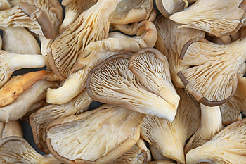 Mushroom freshness, Oyster variety, Shelf life, Food safety HD wallpaper