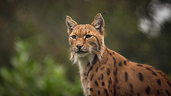 Lynxes, Graceful creatures, animals, Ethereal presence HD wallpaper