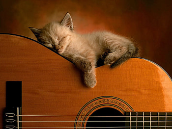 Animals, Kitty, Kitten, To Lie Down, Lie, Guitar, Dream, Sleep HD wallpaper