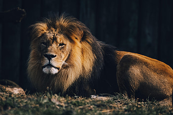 Animals, Brown, Lion, Big Cat, Wild, Animal Predator HD wallpaper