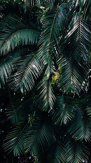 Green Aesthetic, Dark, Background HD phone wallpaper