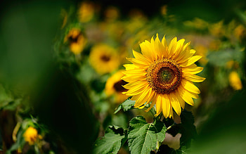 Plants, Flowers, Sunflowers HD wallpaper