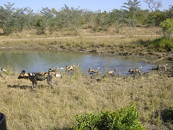 Leadwood, long journey, relocating, wild dog, once in a lifetime HD wallpaper