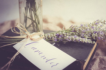 :), soft, flowers, abstract, graphy HD wallpaper