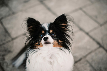 Papillon Dog, Introducing Auggie, TaylorKristingraphy, Adorable graphs HD wallpaper