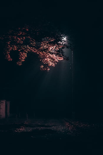 A streetlight illuminates autumn leaves, creating a moody and serene nighttime scene. HD phone wallpaper