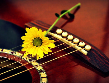 Flower in strings, instrument, flower, guitar, nature, strings HD wallpaper