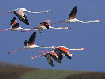 Animals, Birds, Sky, Flamingo, Flight, Flock HD wallpaper