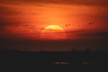 Nature, Birds, Sunset, Sun, Twilight, Dusk HD wallpaper
