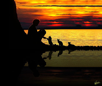 Sweet moments, tree trunk, sweet, black, man, cats, orange, reflections, feeding, animals, sky, water, silhouette, sunset HD wallpaper