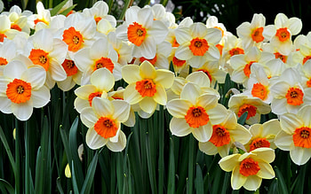 Daffodils Delight, sunshine, nature, flowers, daffodils HD wallpaper