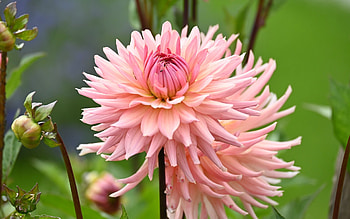 Dahlias, pink, nature, flowers HD wallpaper