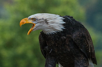 Close-up of a bald eagle calling out, showcasing its striking features and feathers. HD wallpaper