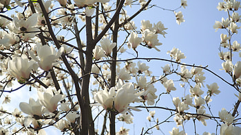 White Magnolia, Blue Sky, Tree Branch, Stock Video HD wallpaper